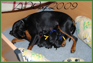 zum A-Wurf 2009...