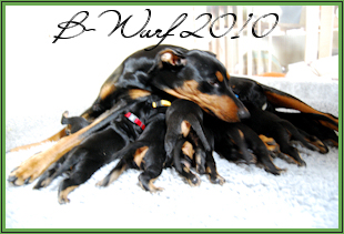 zum B-Wurf 2010...