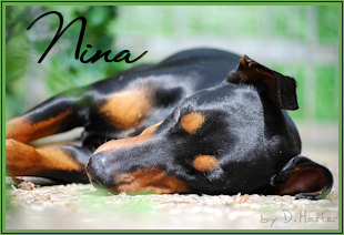 zu Nina's Bildern...