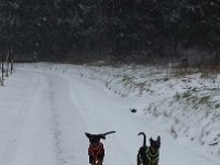 IMG 1620  ...und auch die 2 haben den Schnee einfach nur genossen!...