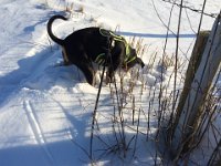IMG 1623  der 28.12.2014 war einfach traumhaft....
