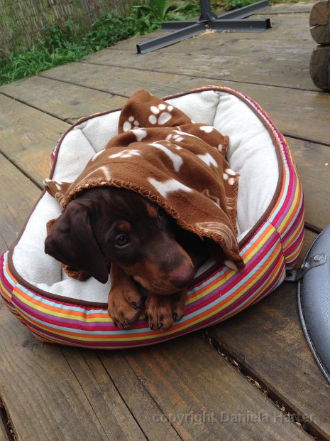 Nero-Connor_IMG_0389