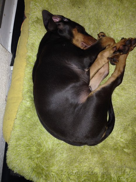 Nero-Connor_IMG_0398